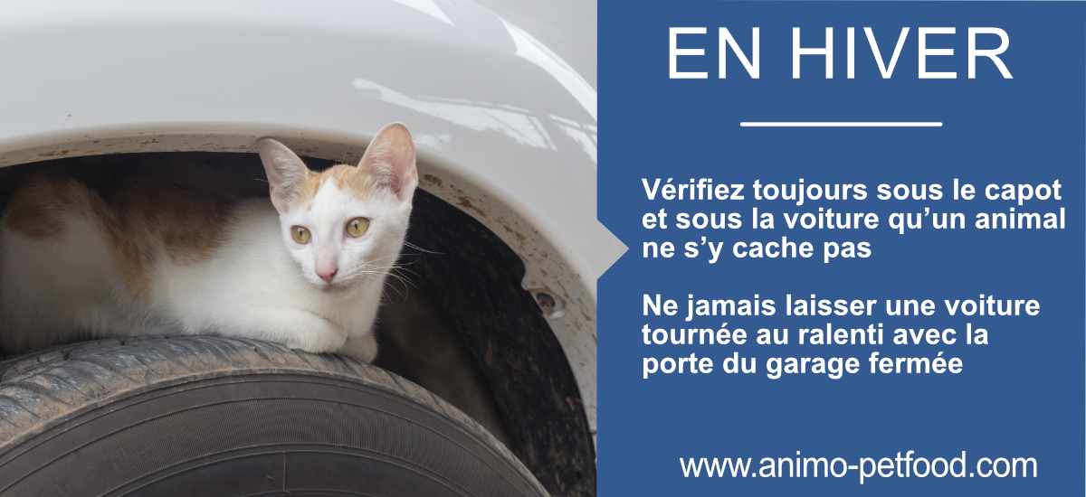 dangers de l'hiver pour les chats et les chiens